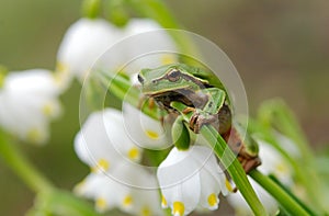 Closeup green tree frog on flower