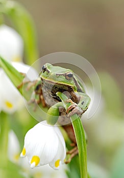 Closeup green tree frog on flower