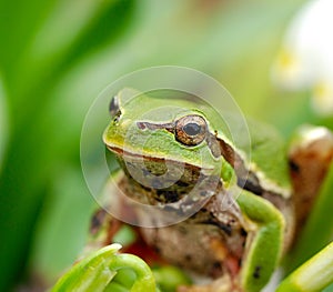 Closeup green tree frog on flower