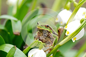 Closeup green tree frog on flower