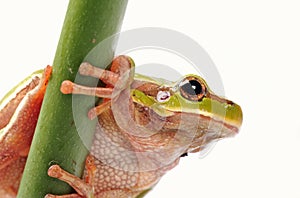 closeup green tree frog isolated on white background