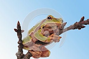 closeup green tree frog isolated on white background