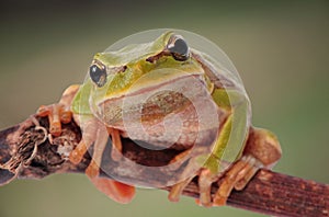 closeup green tree frog isolated on white background