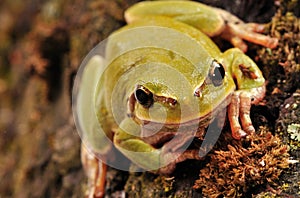 closeup green tree frog isolated on white background