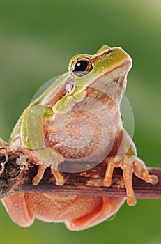 closeup green tree frog isolated on white background