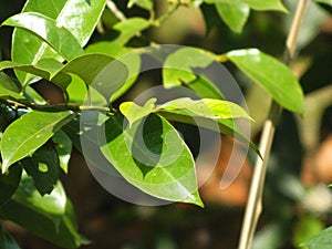 Closeup of the green tree leaves under the rays of the sun