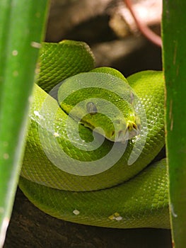 Green tree python closeup detail