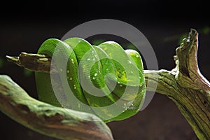 A closeup of a green tree python wrapped around a branch, Morelia Viridis