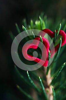 Closeup of a green tree with red hearts on pins and needles.