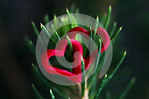 Closeup of a green tree with red hearts on pins and needles.