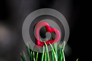 Closeup of a green tree with red hearts on pins and needles.