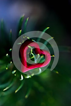 Closeup of a green tree with red hearts on pins and needles.