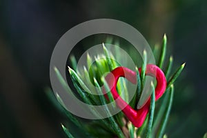 Closeup of a green tree with red hearts on pins and needles.