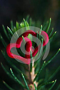 Closeup of a green tree with red hearts on pins and needles.