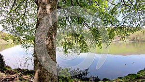 Closeup of a green tree on the shore of a lake