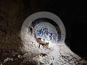 Closeup with a Green turtle lay eggs on the beach in the evening in Mabul Island, Semporna. Sabah, Malaysia. Borneo.