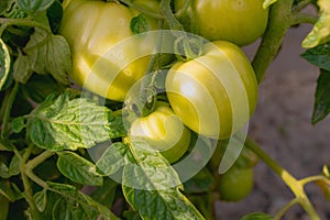 Closeup of green unripe tomato in the garden