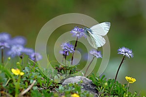 Closeup of a green-veined white Pieris napi butterfly feeding nectar from a pretty flower in the Austrian alps.