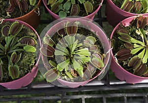 Closeup Venus Flytrap in small pink pot