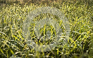 Closeup green weed grass in meadow at morning light