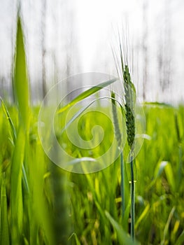 Closeup of green wheat crop