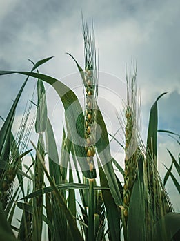 Closeup green wheat crop background. Idyllic rural field, natural scene. Countryside summer grain harvest ripe under sun. Cereal