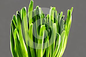 Closeup of green wheat germ on a gray background