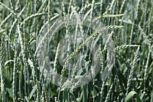 Closeup of green wheat tillers in a field photo