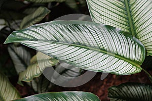 Closeup of the green and white leaf of Calathea Majestica White Star