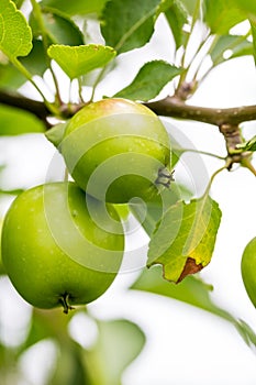 A Closeup of Green and Yellow Apples