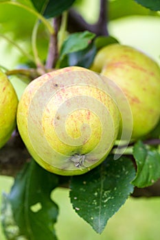 A Closeup of Green and Yellow Apples