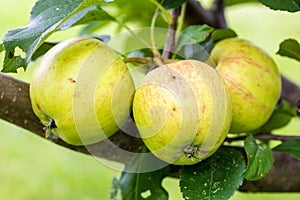 A Closeup of Green and Yellow Apples