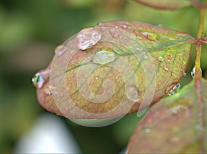 Closeup green ,yellow leaf of rose flower plants with water drops and blurred background , pink young leaves in garden