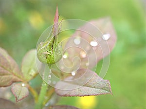 Closeup green ,yellow leaf of rose flower plants with water drops and blurred background , pink young leaves in garden