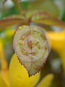 Closeup green ,yellow leaf of rose flower plants with water drops and blurred background , pink young leaves in garden