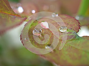 Closeup green ,yellow leaf of rose flower plants with water drops and blurred background , pink young leaves in garden