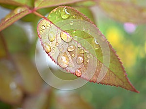 Closeup green ,yellow leaf of rose flower plants with water drops and blurred background , pink young leaves in garden