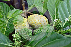 Closeup of the green and yellow noni fruit also known as Morinda citrifolia