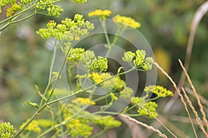Closeup of green yellow sweet fennel flowers with selective focus on foreground
