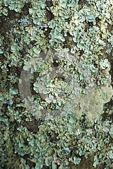Closeup of greenish lichen on rough stone abstract vertical background texture