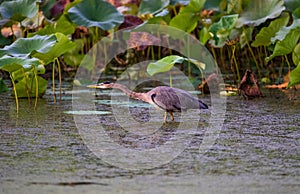 Closeup of a Gret Blue Heron bird on a pond covered in algae