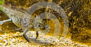 Closeup of a grey axolotl, mexican walking fish, tropical underwater amphibian from mexico, critically endangered animal specie