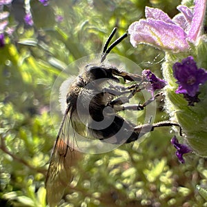 Closeup of a Grey-backed mining bee, Andrena vaga
