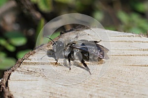 Closeup on a Grey backed mining bee female, Andrena vaga, parasitized by a wisted-wing Parasite, Stylops melittae