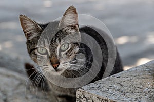 Closeup of a grey and black, tiger stripe, feral cat with large green eyes