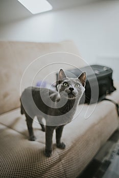 Closeup of a grey cat looking at the camera surprised on a white couch in the room