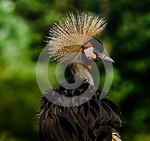 Closeup of a grey crowned crane head against a green background