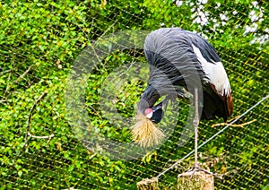 Closeup of a grey crowned crane preening its feathers, tropical and endangered bird specie from Africa