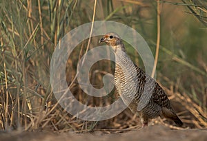 Closeup of a Grey francolin at Khamis, Bahrain