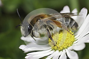 Closeup on a Grey-gastered mining bee, Andrena tibialis on a white Common daisy flower